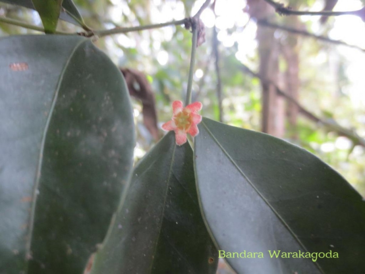 Euonymus walkeri Wight